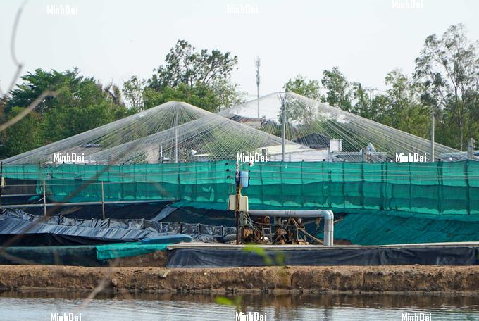 The export price of shrimp is rising, while domestic prices are abnormal