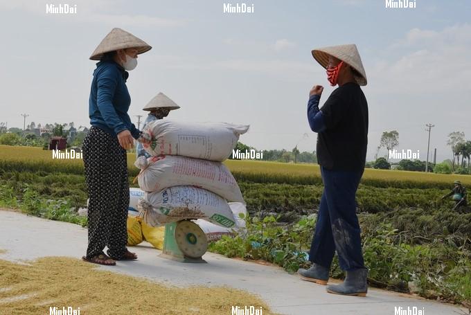 After Typhoon Yagi, rice prices in the North increased highly, making businesses difficult to purchase