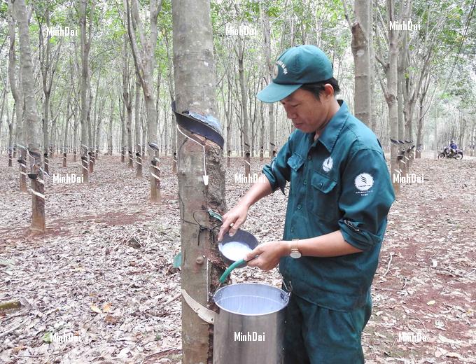 Rubber prices surge following Typhoon Yagi
