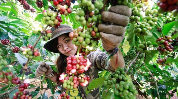 Coffee prices on 10/16/2024: Decreased significantly