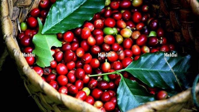 Coffee prices on 10/17/2024: Mixed fluctuations