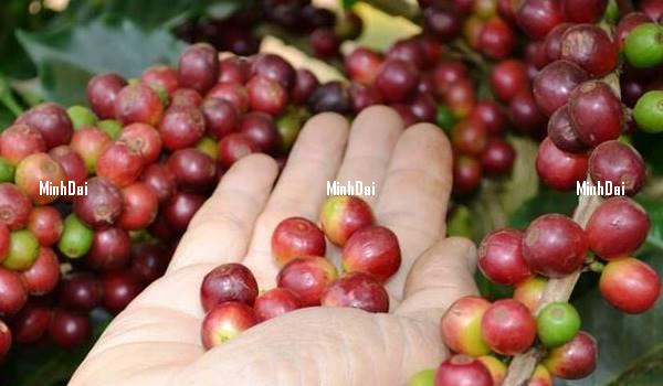 Coffee prices on 10/05/2024: The market rises sharply