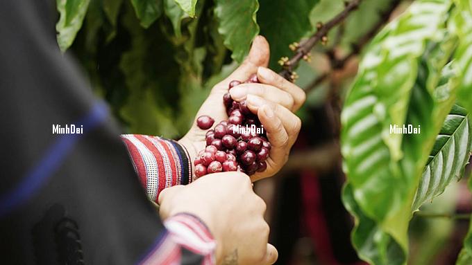 Coffee prices on 10/10/2024: A slight increase