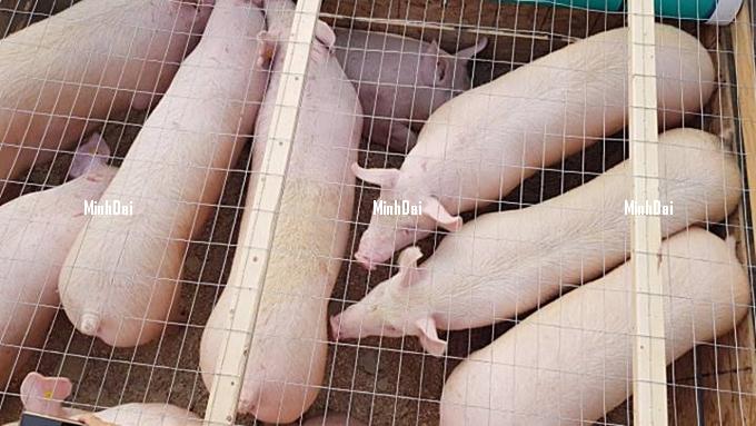 Live pig prices on 10/05/2024: The market remains stable Live pig prices on 10/05/2024: The market remains stable