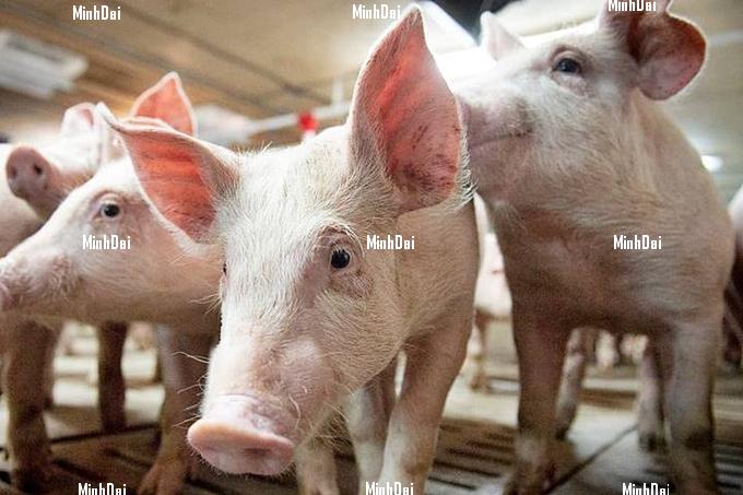 Live pig prices on 10/02/2024: All three regions remain stable