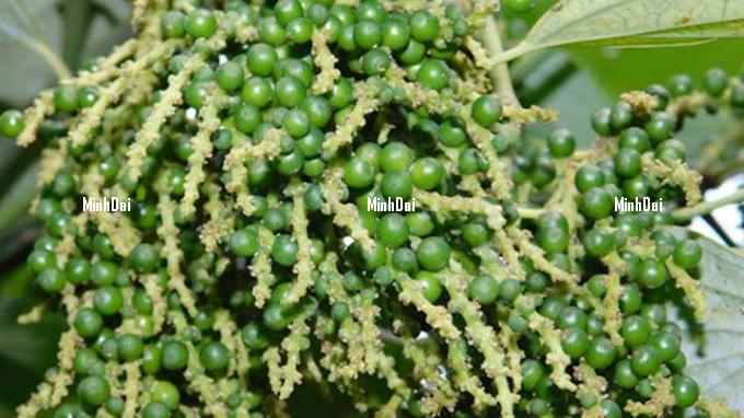 Pepper prices on 10/22/2024: Increasing to VND 145,000/kg