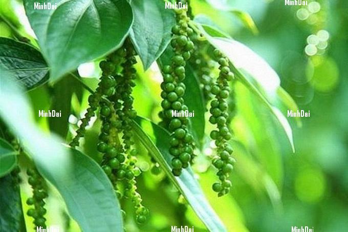 Pepper prices on 10/19/2024: Dropped by an additional VND 1,000