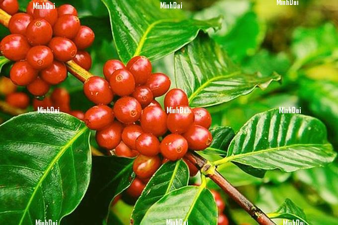Coffee prices on 11/03/2024: 5th consecutive week of decline