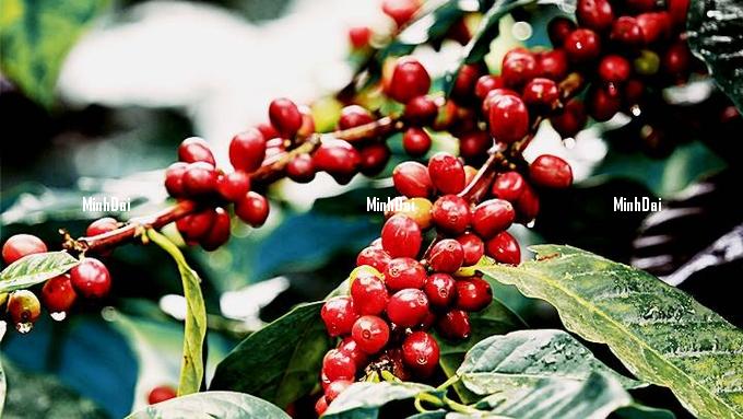 Coffee prices on November 13, 2024: Continue to rise sharply Coffee prices on November 13, 2024: Continue to rise sharply