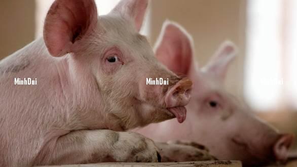 Live pig prices on 11/06/2024: Mixed increases and decreases