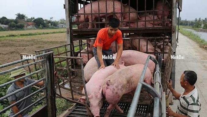 Live pig prices on 11/01/2024: Slight increase in a few areas