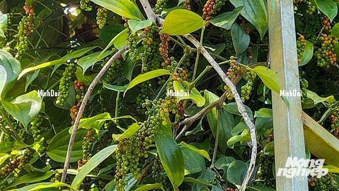Pepper prices on November 24, 2024: Increased by VND 1,000