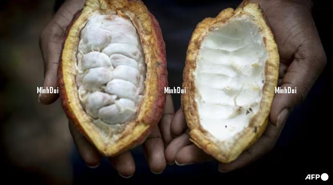 Soaring cocoa prices leave farmers, consumers with bitter taste
