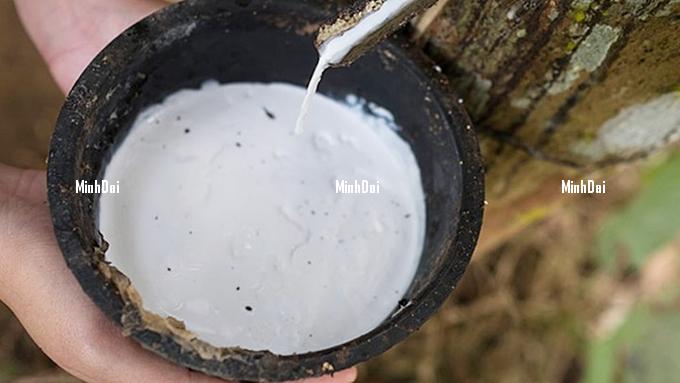 Update on rubber market prices on December 10, 2024