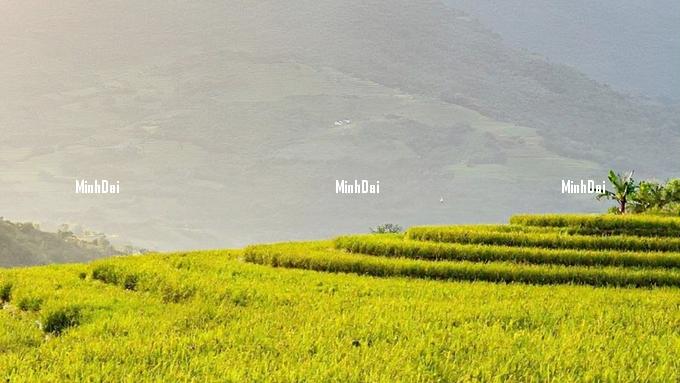 gia-lua-gao-hom-nay-2-220208_439-102814-1-172747_559.jpeg Latest update on rice and paddy prices today, December 19, 2024