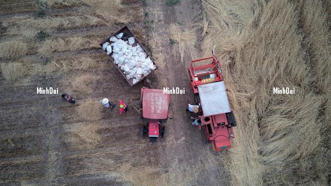 Harvesting wheat in Serbia.