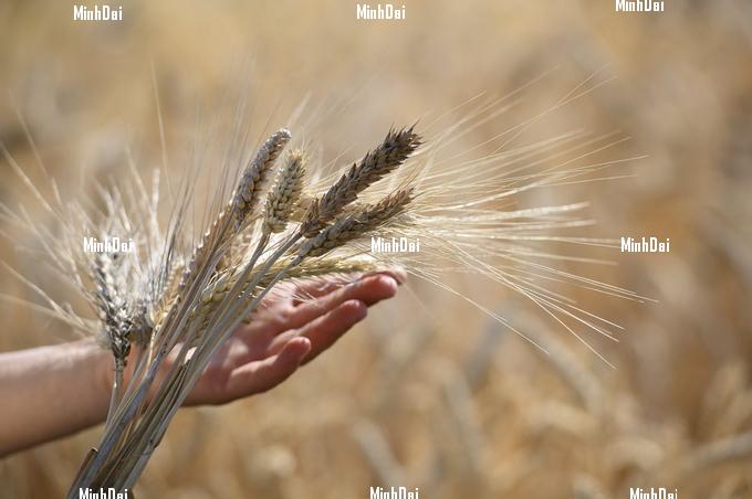 Wheat in Serbia.