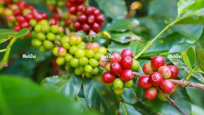 gia-ca-phe-12-2-1-112533_353-132424-171550_528.jpg Coffee prices on February 12, 2025: Strong increase in the domestic market, mixed movements globally