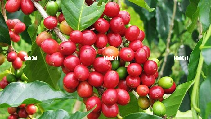gia-ca-phe-hom-nay-233419_928-081001-092020-101234-081150-171626_1000.jpg Latest domestic and global coffee prices on February 11, 2025