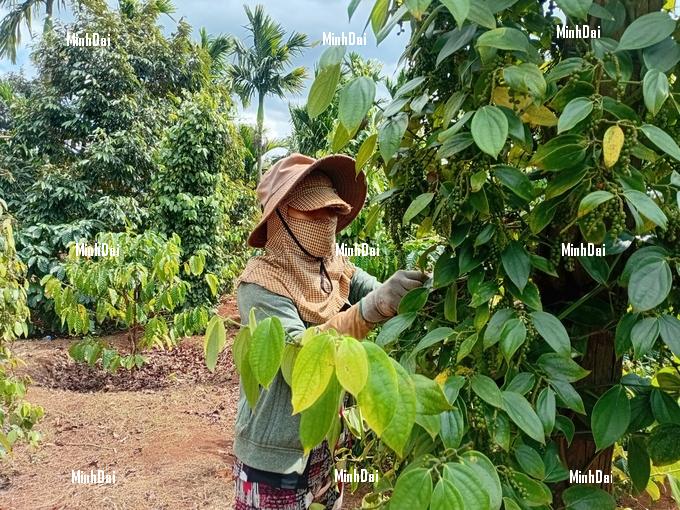 Gia Lai pepper officially enters harvest season. Photo: Tuan Anh.