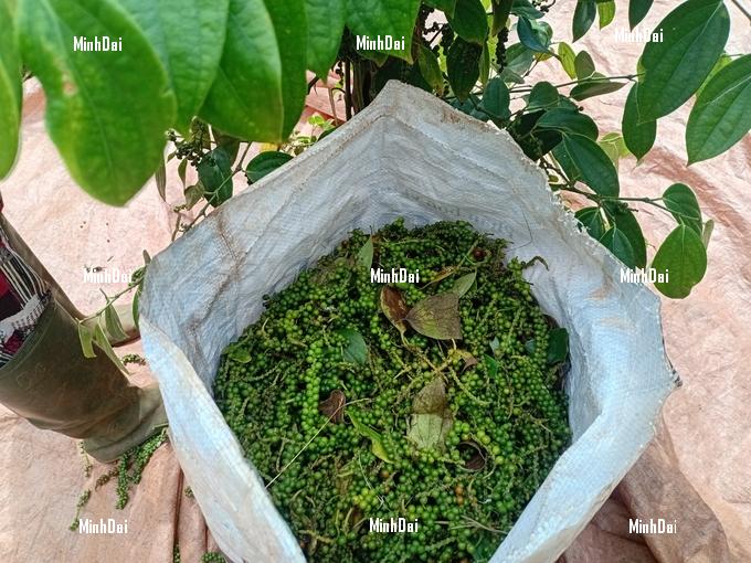 z6313539907379_99393ef3df09a9fbd5bdb34b4a5001e9-085941_605.jpg Pepper yield is stable this year. Photo: Tuan Anh.