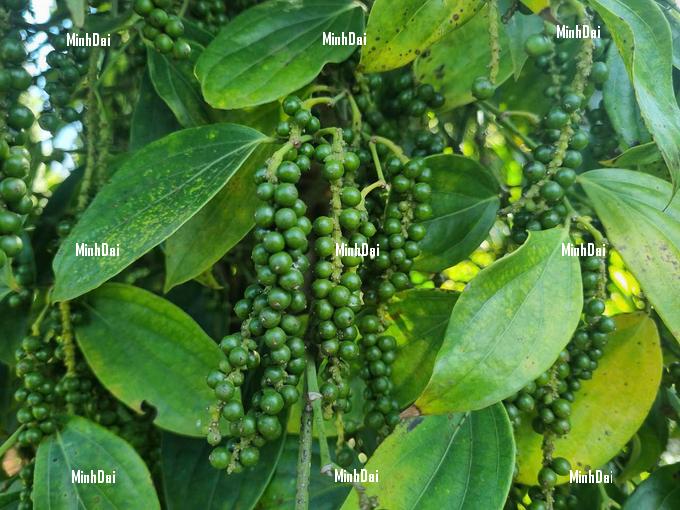 z6327086462626_a35196b7fcfbbee5f347801f8b4c2de5-085956_814-082836-081525 Gia Lai maintains a stable pepper cultivation area of approximately 10,000 hectares. Photo: Tuan Anh.