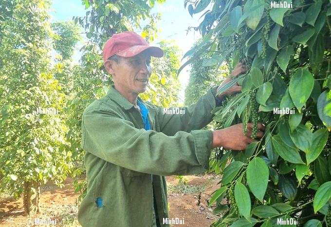 z6327086466248_24faf026bd8f81e2e14c1a1d6b9f15dc-085730_437.jpg Mr. Hoi is very excited when pepper prices increase. Photo: Tuan Anh.