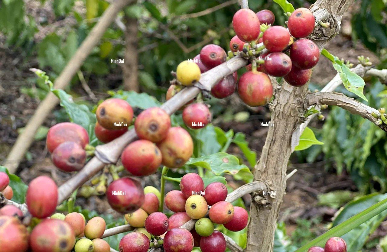 The price of Vietnamese coffee continues its upward trend The price of Vietnamese coffee continues its upward trend