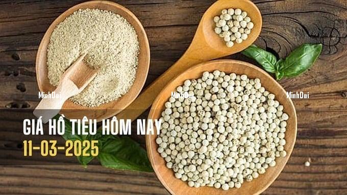 gia-tieu-hom-nay-11-3-2025-231336_429-120935-1-164852_984.jpg Update on domestic and global pepper prices as of March 11, 2025