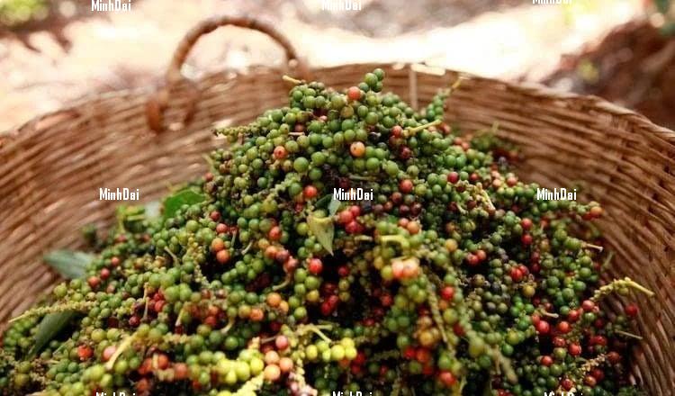 Pepper prices on March 19, 2025: Strong increase domestically
