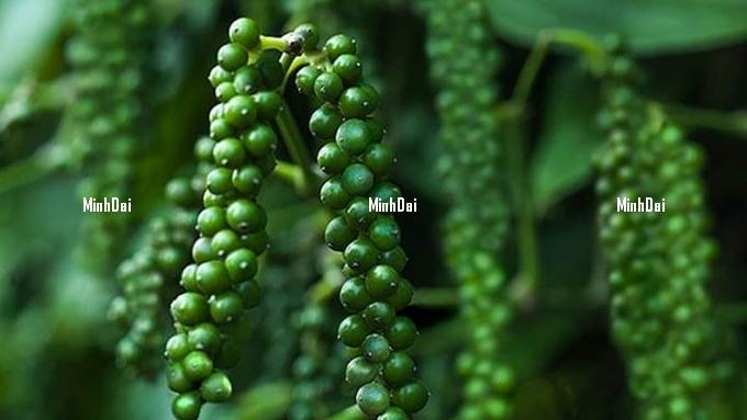 Domestic and global pepper price updates on March 5, 2025