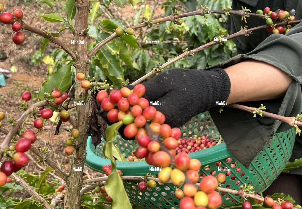 The price of Vietnamese coffee continues its upward trend The price of Vietnamese coffee continues its upward trend
