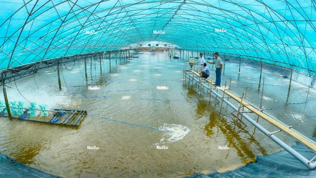 Shrimp exports may maintain high prices throughout 2025 Shrimp exports may maintain high prices throughout 2025