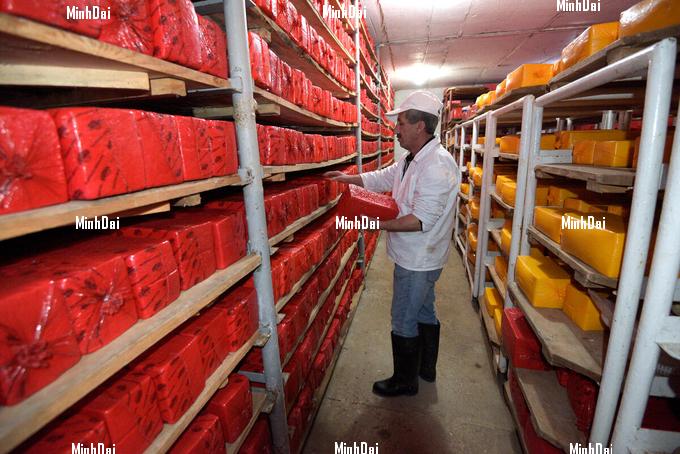 A worker is putting packaged cheese on the shelf of the cold room in an Armenian cheese factory.