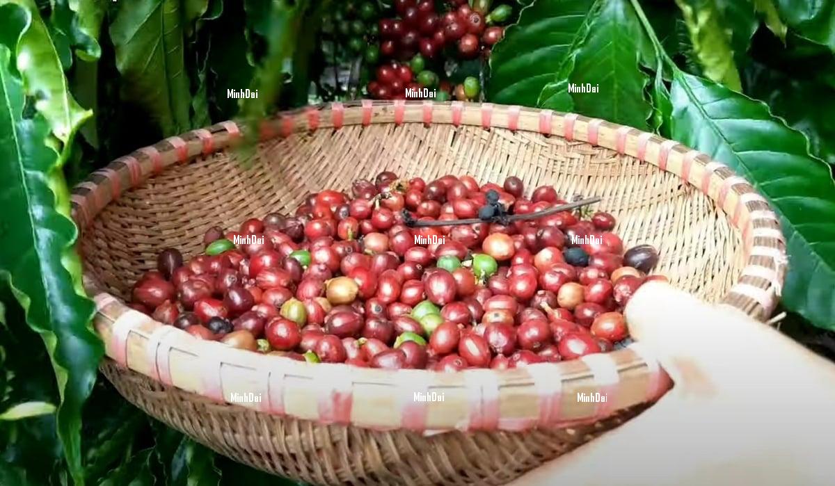 Coffee prices return to the level before the U.S. announced reciprocal tariffs Coffee prices return to the level before the U.S. announced reciprocal tariffs