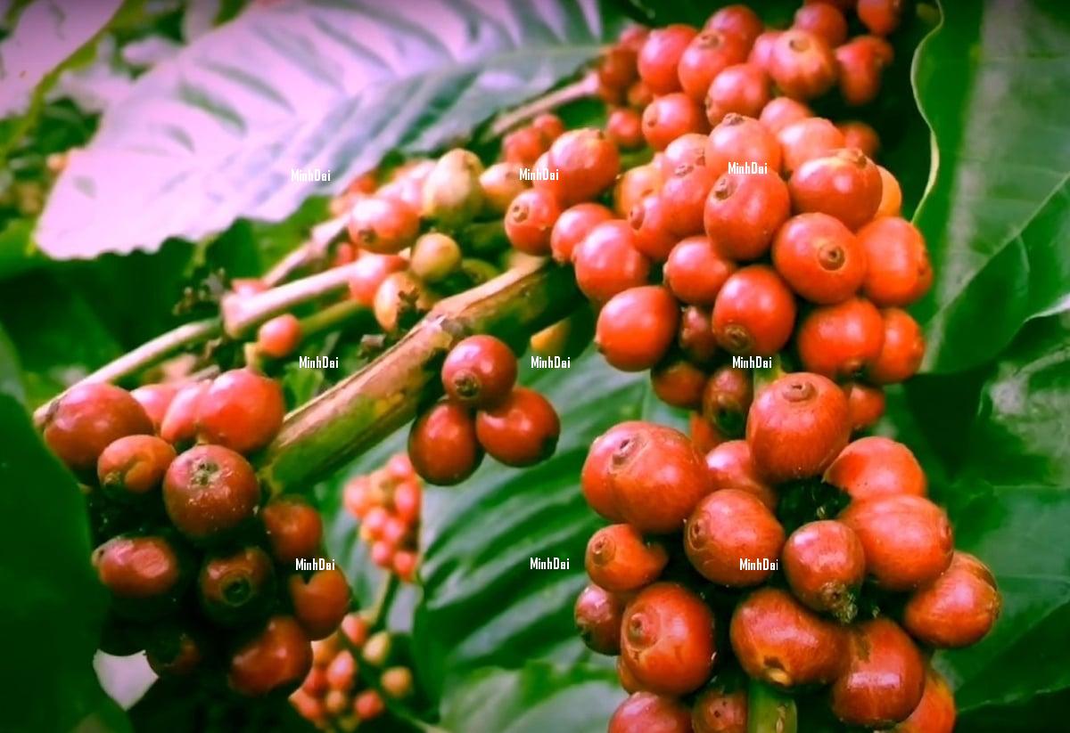Coffee prices return to the level before the U.S. announced reciprocal tariffs Coffee prices return to the level before the U.S. announced reciprocal tariffs