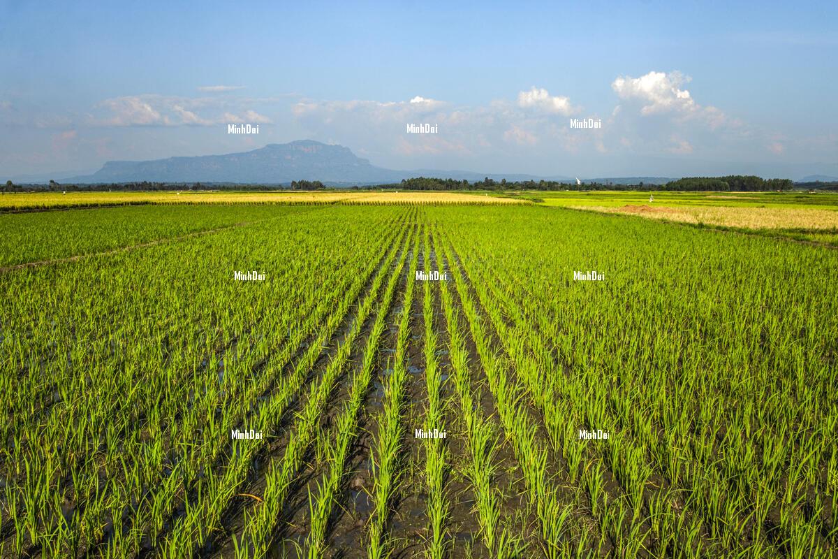 FAO Food Price Index remains stable in March FAO Food Price Index remains stable in March