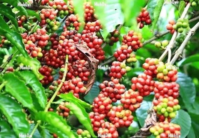 Coffee prices on April 1, 2025: Robusta coffee drops sharply Coffee prices on April 1, 2025: Robusta coffee drops sharply