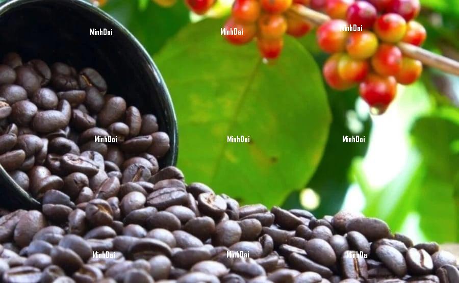 Coffee prices in Dak Lak, Dak Nong, and Gia Lai provinces all recorded a price of VND 118,000/kg. Photo: Internet.