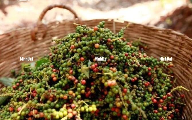 Pepper prices on April 9, 2025: Market drops sharply Pepper prices on April 9, 2025: Market drops sharply