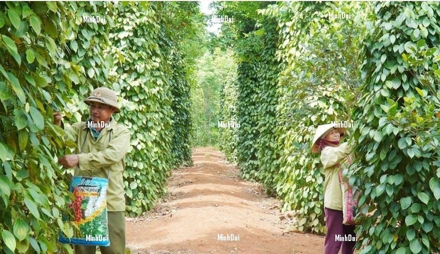 Pepper prices on April 11, 2025: Showing signs of slight recovery Pepper prices on April 11, 2025: Showing signs of slight recovery
