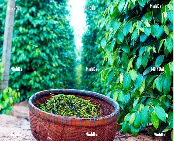 Cây hồ tiêu Phú Quốc