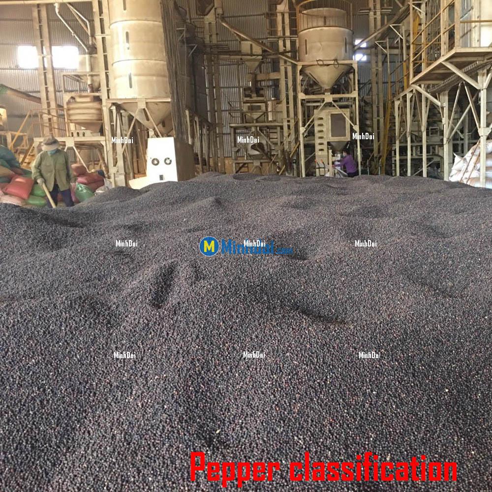 Hạt Tiêu Đen – Vua Gia Vị Cay Nồng Chinh Phục Mọi Bếp Nhà! Giá hạt tiêu đen