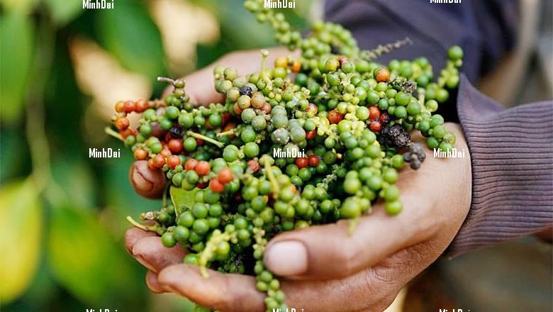 Hạt Tiêu Việt Nam: Hương Vị Cay Nồng Chinh Phục Thế Giới Hạt Tiêu Việt Nam: Hương Vị Cay Nồng Chinh Phục Thế Giới