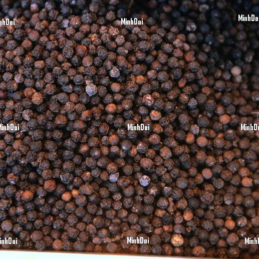 Cách Xử Lý Hạt Tiêu Bị Mốc – Bí Kíp Cứu Hạt Tiêu Từ MinhDai.com