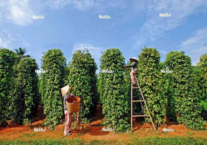 Hạt Tiêu Việt Nam: Hương Vị Cay Nồng Chinh Phục Thế Giới Hạt tiêu chất lượng