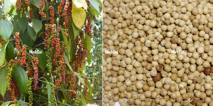 Hạt Tiêu Trắng – Tiêu Sọ: “Nàng Thơ” Tinh Tế Của Mọi Gian Bếp! Tiêu chuẩn hạt tiêu trắng