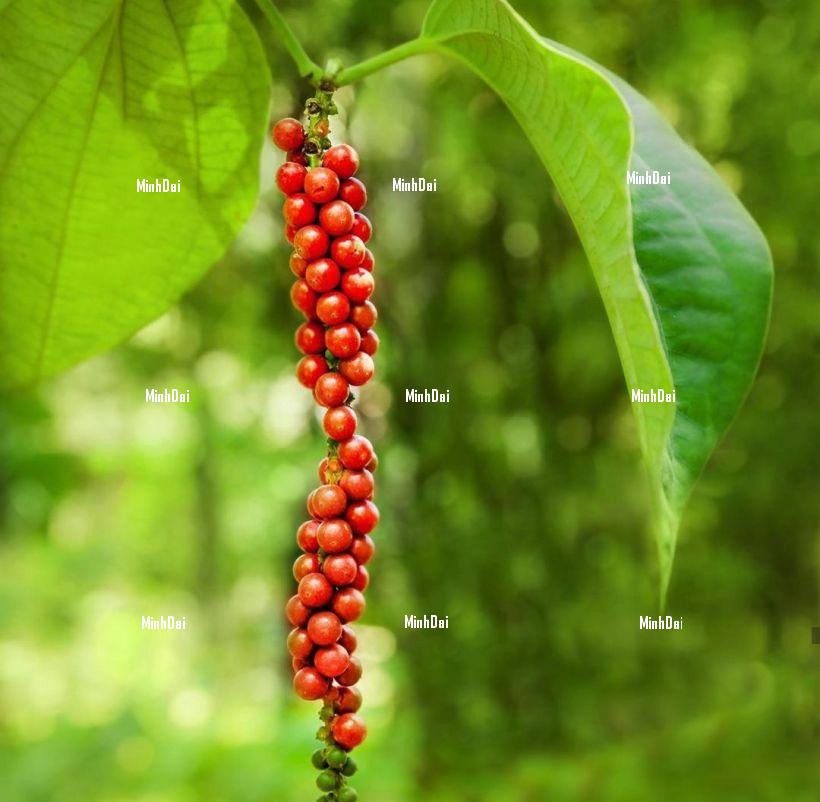 Các Loại Hạt Tiêu Việt Nam: Đặc Sản Gia Vị Đỉnh Cao
