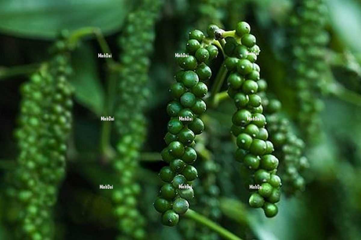 Các Loại Hạt Tiêu Việt Nam: Đặc Sản Gia Vị Đỉnh Cao Các Loại Hạt Tiêu Việt Nam: Đặc Sản Gia Vị Đỉnh Cao