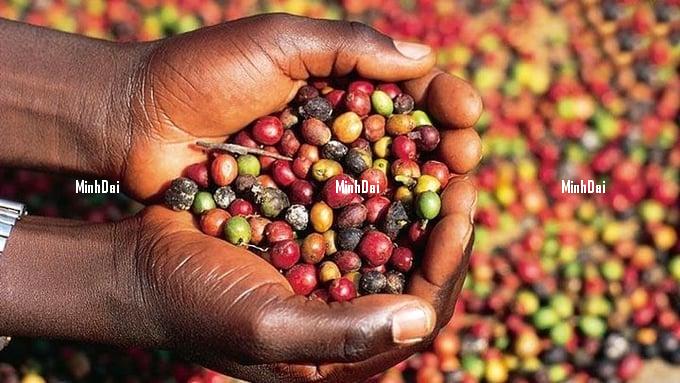 Coffee prices on May 29, 2025: Market drops sharply